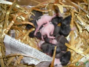 1rattenbabys05.02.1111tagealt.jpg