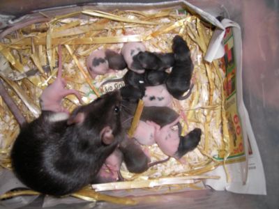 3rattenbabys05.02.1111tagealt.jpg
